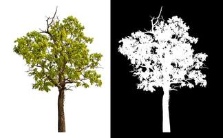 Single tree isolated on white background with clipping path and alpha channel on black background. photo