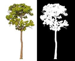 Single tree isolated on white background with clipping path and alpha channel on black background. photo
