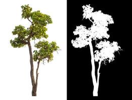 Single green tree isolated on white background with clipping path and alpha channel on black background. photo