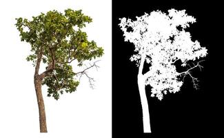 Single tree isolated on white background with clipping path and alpha channel on black background. photo