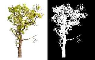 Single tree isolated on white background with clipping path and alpha channel on black background. photo