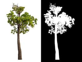 Single green tree isolated on white background with clipping path and alpha channel on black background. photo