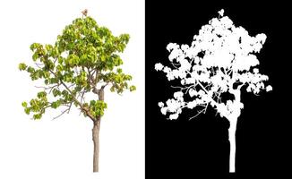 Single tree isolated on white background with clipping path and alpha channel on black background. photo