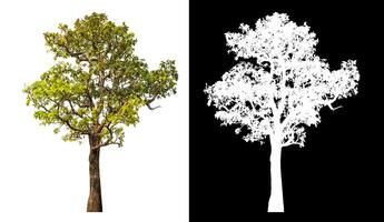 Single tree isolated on white background with clipping path and alpha channel on black background. photo