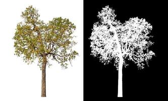 Single tree isolated on white background with clipping path and alpha channel on black background. photo
