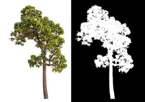 Single tree isolated on white background with clipping path and alpha channel on black background. photo