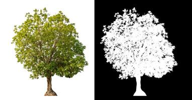 Single green tree isolated on white background with clipping path and alpha channel on black background. photo