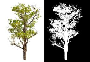 Single green tree isolated on white background with clipping path and alpha channel on black background. photo