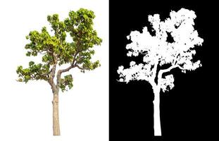 Single green tree isolated on white background with clipping path and alpha channel on black background. photo