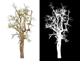 Single tree isolated on white background with clipping path and alpha channel on black background. photo