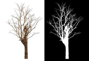 Dead tree isolated on white background with clipping path and alpha channel on black background. photo