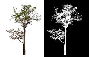 Single tree isolated on white background with clipping path and alpha channel on black background. photo