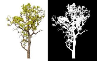 Single tree isolated on white background with clipping path and alpha channel on black background. photo