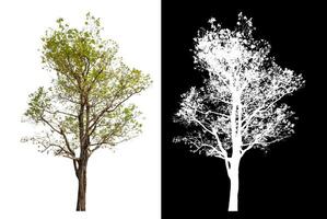 Single green tree isolated on white background with clipping path and alpha channel on black background. photo