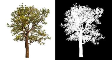 Single tree isolated on white background with clipping path and alpha channel on black background. photo