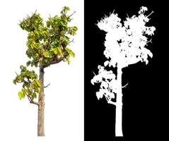 Single tree isolated on white background with clipping path and alpha channel on black background. photo