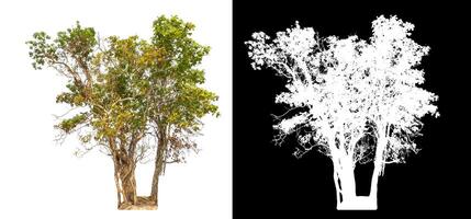 Single tree isolated on white background with clipping path and alpha channel on black background. photo