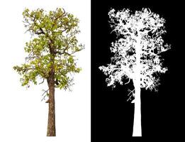 Single tree isolated on white background with clipping path and alpha channel on black background. photo