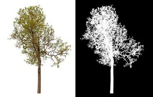 Single tree isolated on white background with clipping path and alpha channel on black background. photo