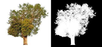 Single tree isolated on white background with clipping path and alpha channel on black background. photo