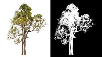 Single tree isolated on white background with clipping path and alpha channel on black background. photo
