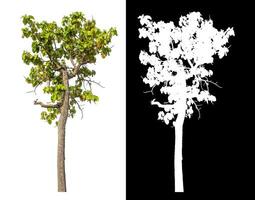 Single green tree isolated on white background with clipping path and alpha channel on black background. photo