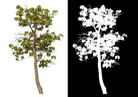 Single tree isolated on white background with clipping path and alpha channel on black background. photo