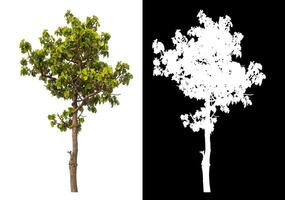 Single tree isolated on white background with clipping path and alpha channel on black background. photo