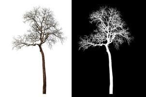 Dead tree isolated on white background with clipping path and alpha channel on black background. photo