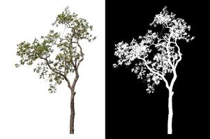Single tree isolated on white background with clipping path and alpha channel on black background. photo