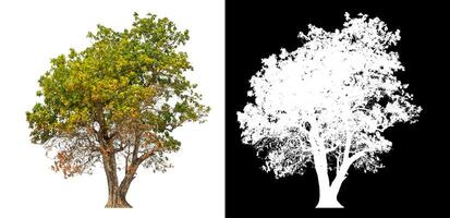 Single tree isolated on white background with clipping path and alpha channel on black background. photo