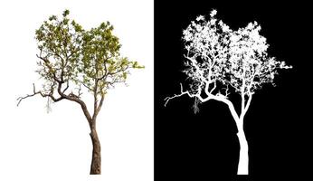 Single tree isolated on white background with clipping path and alpha channel on black background. photo