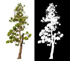Single tree isolated on white background with clipping path and alpha channel on black background. photo