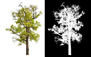 Single tree isolated on white background with clipping path and alpha channel on black background. photo