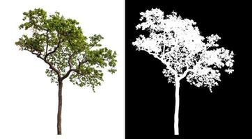 Single green tree isolated on white background with clipping path and alpha channel on black background. photo