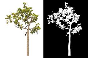 Single tree isolated on white background with clipping path and alpha channel on black background. photo