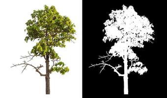 Single green tree isolated on white background with clipping path and alpha channel on black background. photo