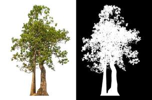 Single green tree isolated on white background with clipping path and alpha channel on black background. photo