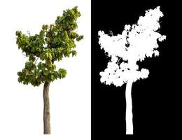 Single green tree isolated on white background with clipping path and alpha channel on black background. photo