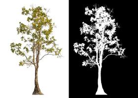Single tree isolated on white background with clipping path and alpha channel on black background. photo