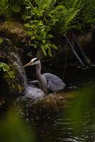 A large grey bird is standing in a stream photo