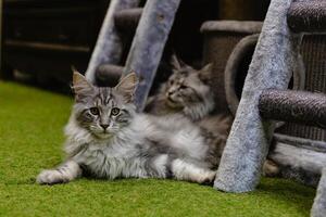 Two cats are laying on the grass in front of a cat tree photo