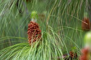 A pine tree with a cone on top photo