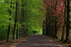 A road lined with trees is shown in the image photo