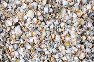 A pile of shells with some of them broken photo