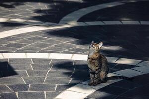 A cat is sitting on a sidewalk in front of a building photo