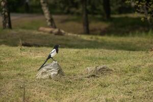 A Eurasian magpie is perched on a rock in a grassy field photo