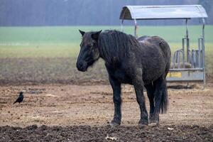 A horse with a black mane and tail stands in a field next to a bird photo
