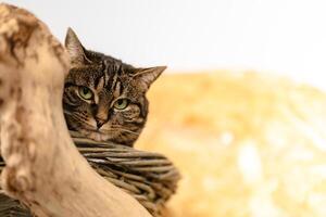 A cat is sitting on a log and looking at the camera photo