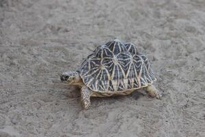 turtle walking on the ground photo